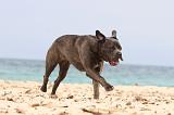 CANE CORSO 646